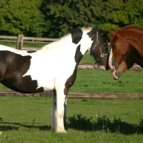 attelage de cheval Alençon-1