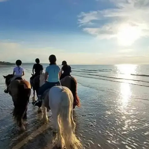 attelage de cheval à Alençon - image 2