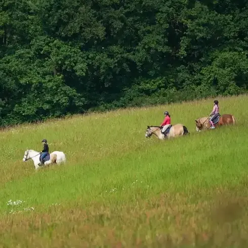attelage de cheval à Alençon - image 4