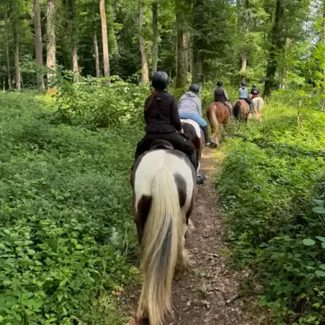 attelage de cheval Alençon-5