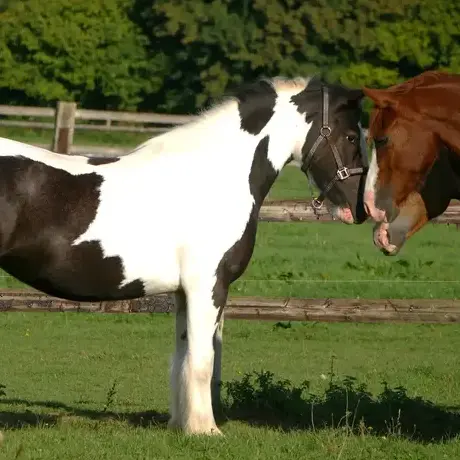 attelage de cheval à Belforêt-en-Perche - image 2