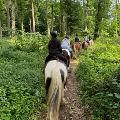 attelage de cheval à Belforêt-en-Perche - image 3
