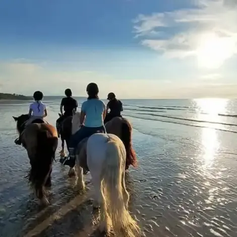 attelage de cheval à Belforêt-en-Perche - image 4