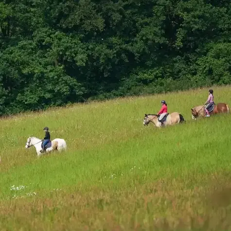 attelage de cheval Belforêt-en-Perche-5