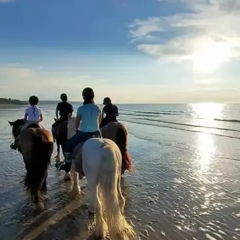 attelage de cheval Bellême-1