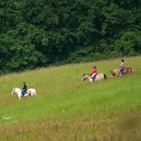 attelage de cheval à Bellême - image 2