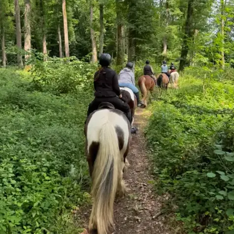 attelage de cheval à Bellême - image 3
