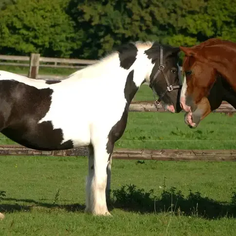 attelage de cheval Bellême-5