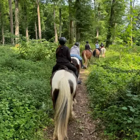 attelage de cheval à La Ferté-Bernard - image 2
