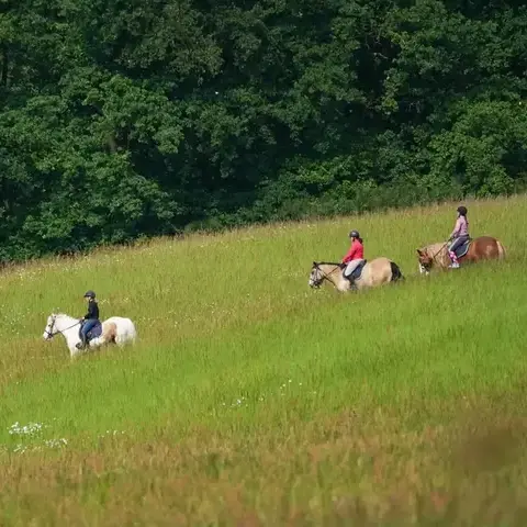 attelage de cheval à La Ferté-Bernard - image 3