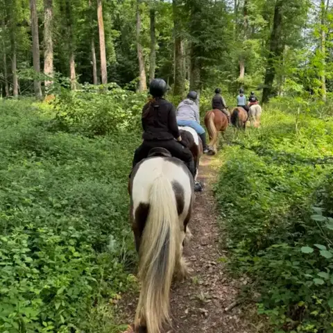 attelage de cheval Le Mans-1