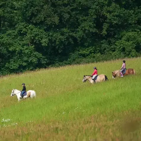 attelage de cheval à Le Mans - image 3