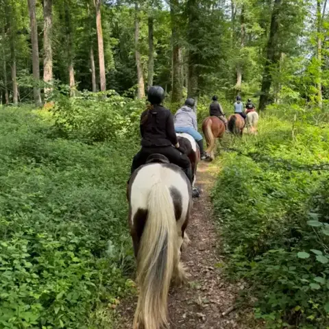 attelage de cheval Mamers-1
