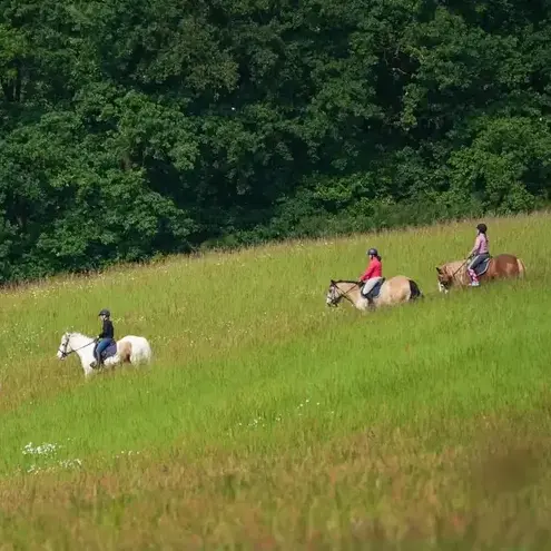 attelage de cheval à Mamers - image 3