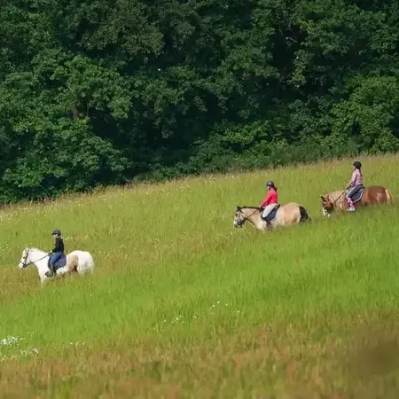 attelage de cheval à Nogent-le-Rotrou - image 3