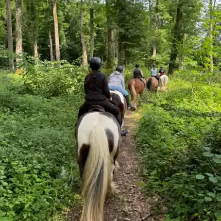attelage de cheval Val-au-Perche-1