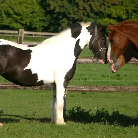 attelage de cheval à Val-au-Perche - image 2