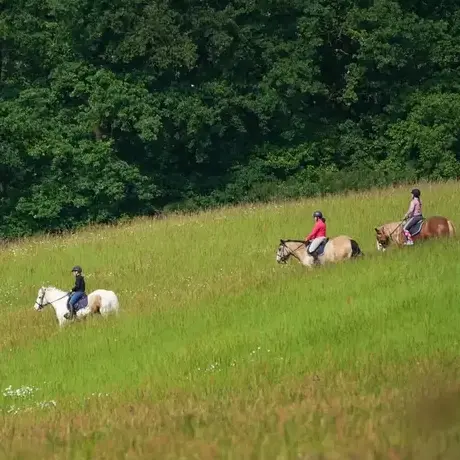 attelage de cheval Val-au-Perche-5