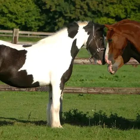 balade à cheval à Alençon - image 2