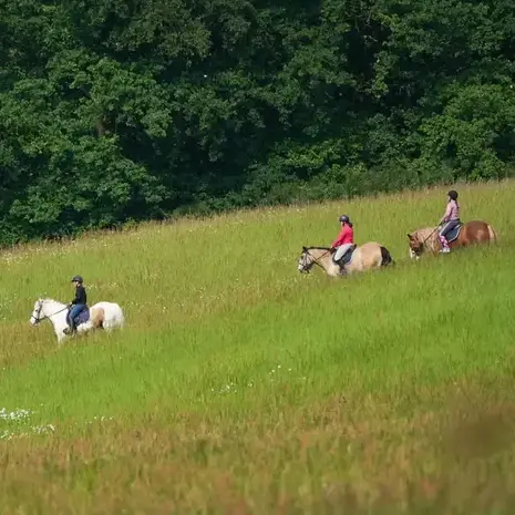 balade à cheval à Alençon - image 3