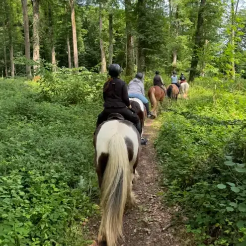 balade à cheval à Belforêt-en-Perche - image 4