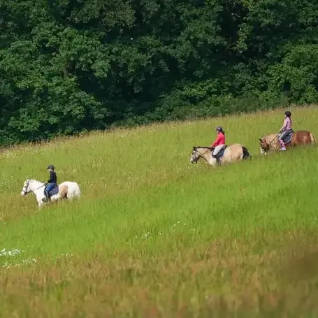 balade à cheval Belforêt-en-Perche-5