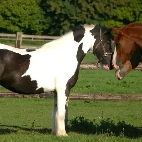 balade à cheval Bellême-1