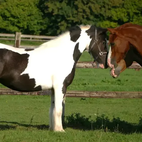 balade à cheval à La Ferté-Bernard - image 3
