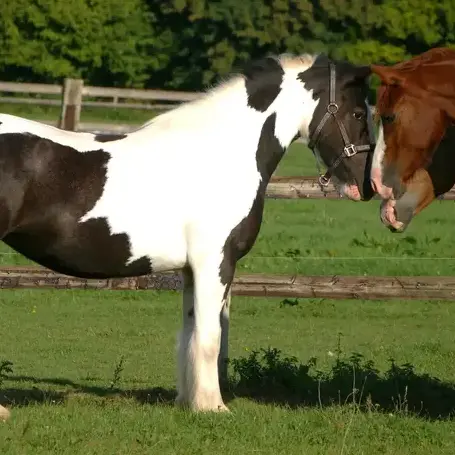 balade à cheval à Val-au-Perche - image 2