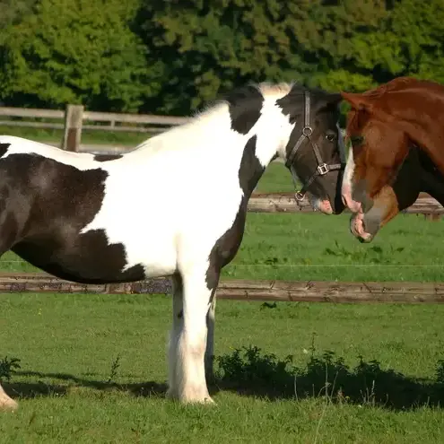 débourrage cheval Alençon-5