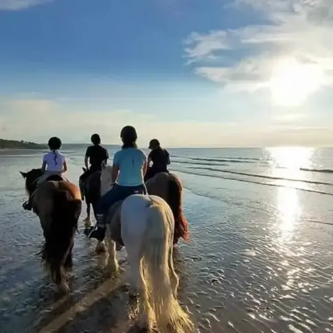 débourrage cheval Belforêt-en-Perche-1