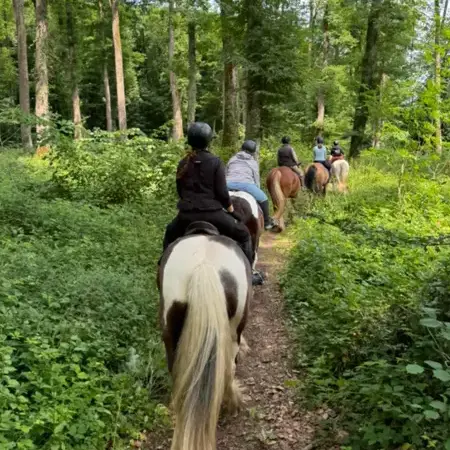débourrage cheval à Belforêt-en-Perche - image 4