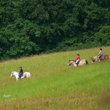 débourrage cheval Belforêt-en-Perche-5