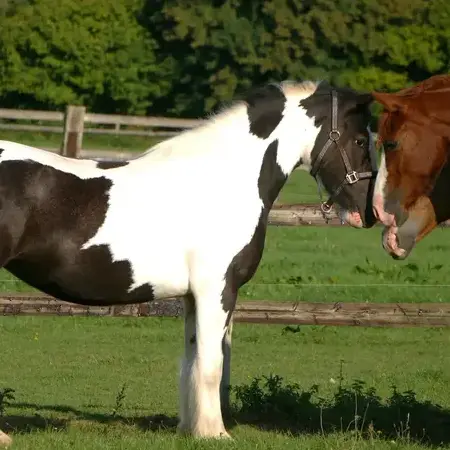 débourrage cheval à Bellême - image 2