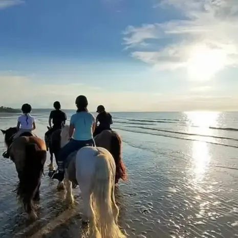 débourrage cheval à Bellême - image 3