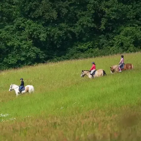 débourrage cheval Le Mans-5