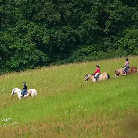 débourrage cheval à Mamers - image 2