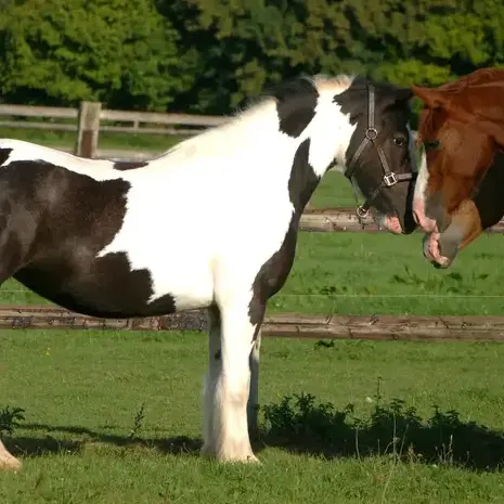 débourrage cheval à Mamers - image 3