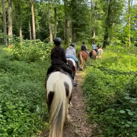 débourrage cheval à Nogent-le-Rotrou - image 2