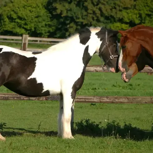 débourrage cheval à Nogent-le-Rotrou - image 3
