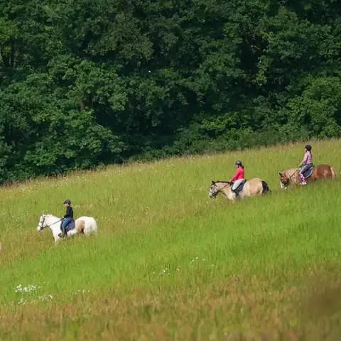 débourrage cheval à Val-au-Perche - image 3