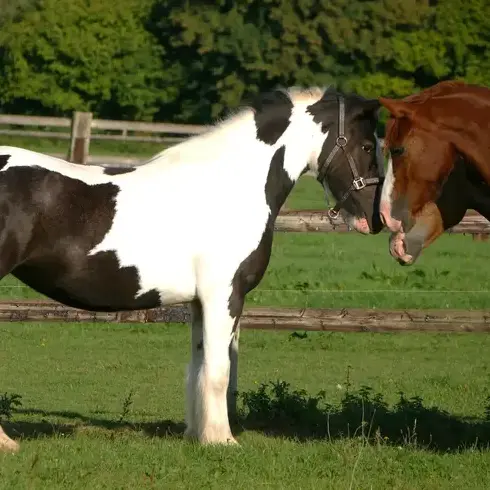 randonnée à cheval à Belforêt-en-Perche - image 2