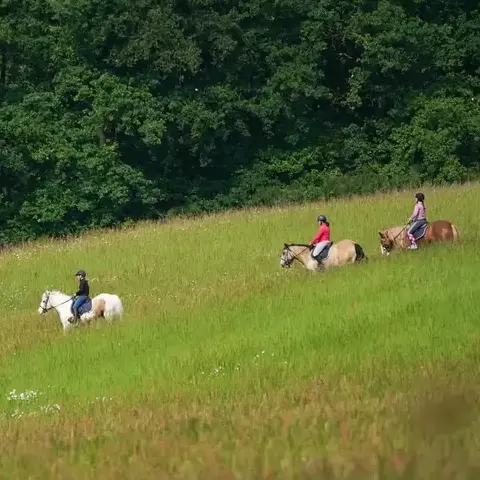 randonnée à cheval à Belforêt-en-Perche - image 3