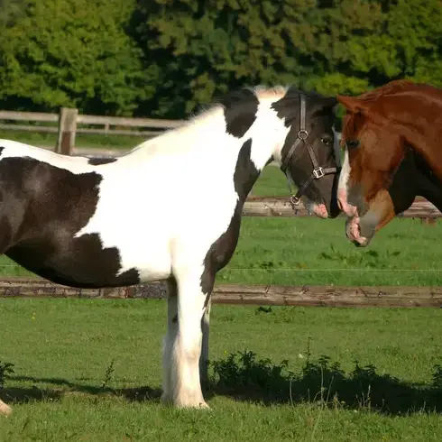 randonnée à cheval à Bellême - image 2