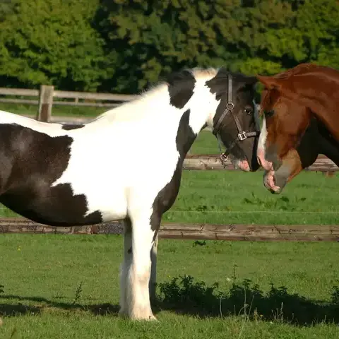 randonnée à cheval Le Mans-1