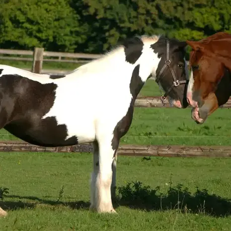 randonnée à cheval Mamers-1