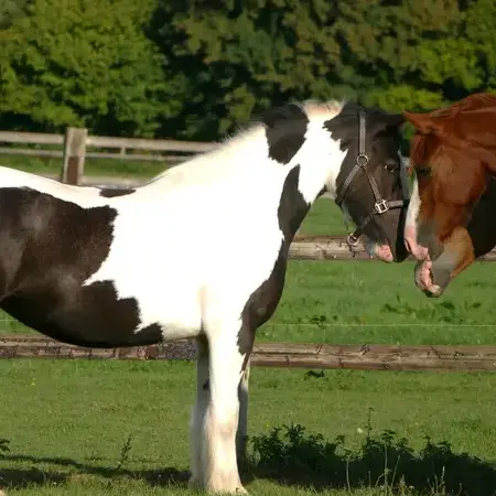 randonnée à cheval Nogent-le-Rotrou-5