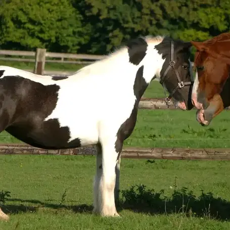 randonnée à cheval à Val-au-Perche - image 4